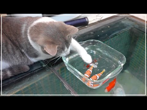 釣り人の愛猫はやっぱり釣りが上手かった。