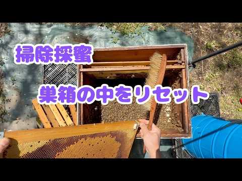 イラスト群 掃除蜜をしました#セイヨウミツバチ#西洋蜜蜂 #養蜂 - YouTube