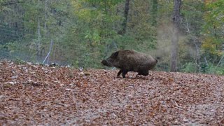 Excellent Wild Boar Hunting