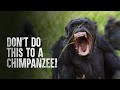 How to Survive a Chimpanzee Attack