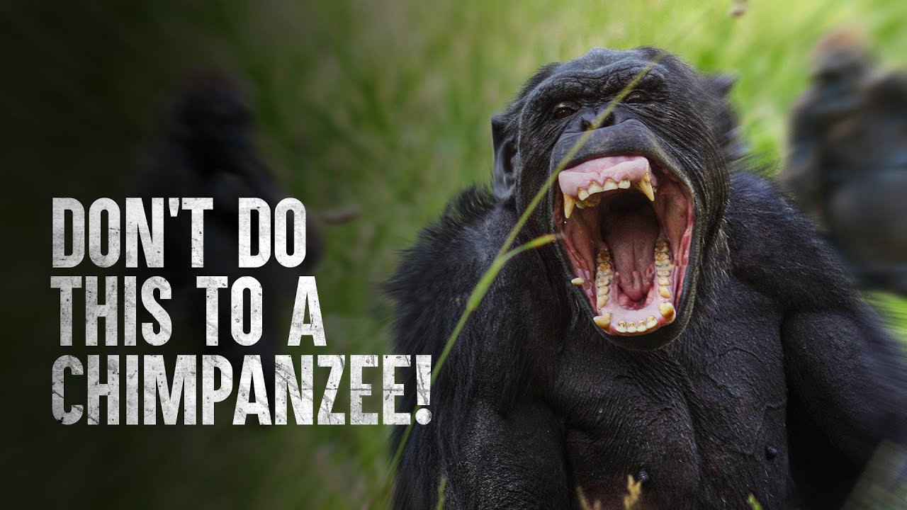  How to Survive a Chimpanzee Attack