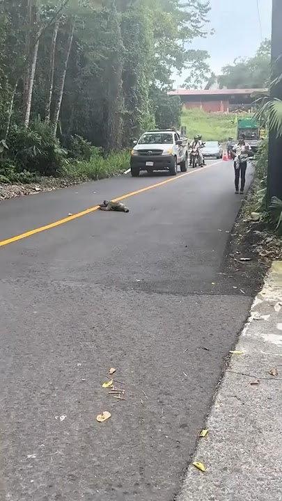 The Slowest but Happiest Animal on Earth 🦥