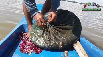 Đổ 2 cái dớn trước nhà trúng mánh toàn cá ngon miền Tây | Khám Phá Vùng Quê