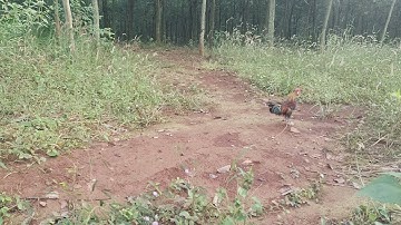 bẫy gà rừng đầu mùa ngày 22/11/2021 đụng bổi mái quá khôn