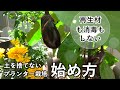 自然農のプランター栽培の始め方！初心者でも簡単！物価高や災害対策にも