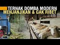 TERNAK DOMBA MODERN: PEMELIHARAAN INTENSIF, KESEHATAN TERJAMIN