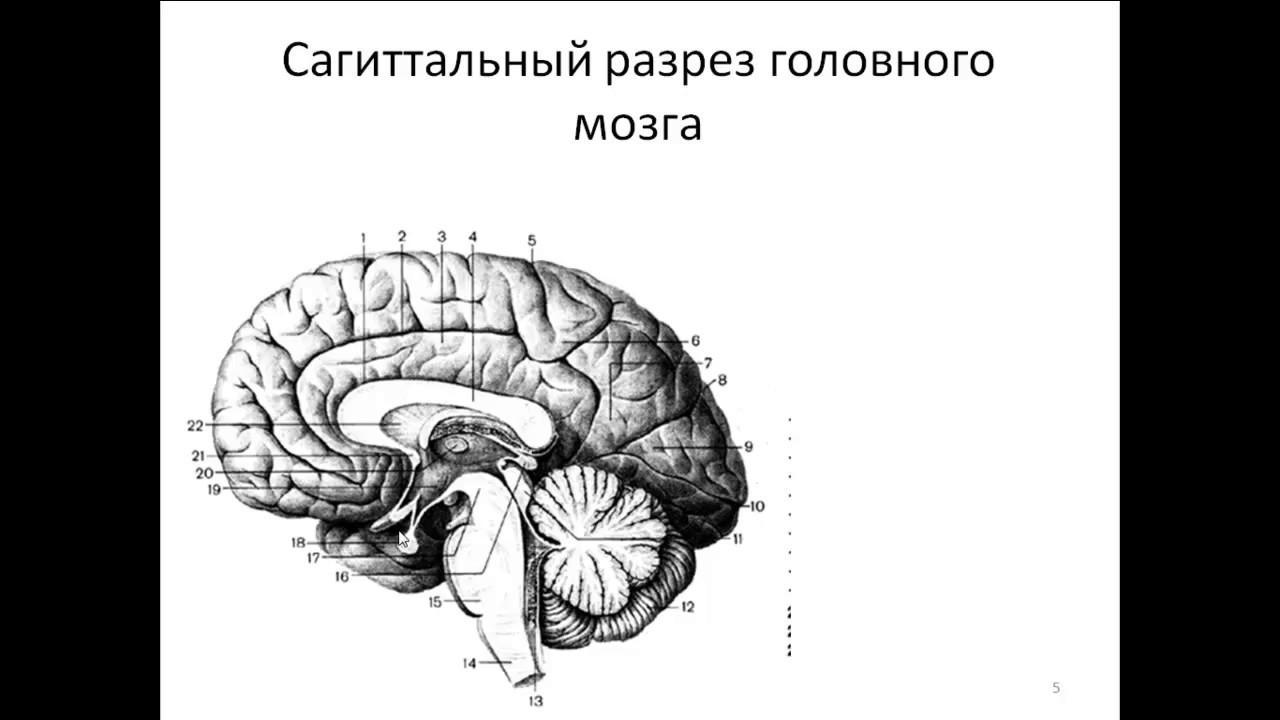 Поясная извилина латынь