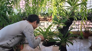 Ghép đai châu vào trụ gỗ, ghép lan đai châu vào lũa | phong lan rừng pv