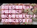 2024.02.04【多肉植物】お任せ５種類セットが超お得に!!他にも寄せ植えセットがお得になります!!【succulent】トロピカルガーデン
