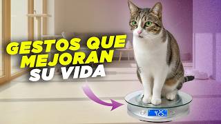 7 Gestos Beneficiosos Cotidianos Para Que Tu Gato Viva Mejor