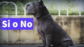¿El Cane corso es una raza peligrosa Si o No?