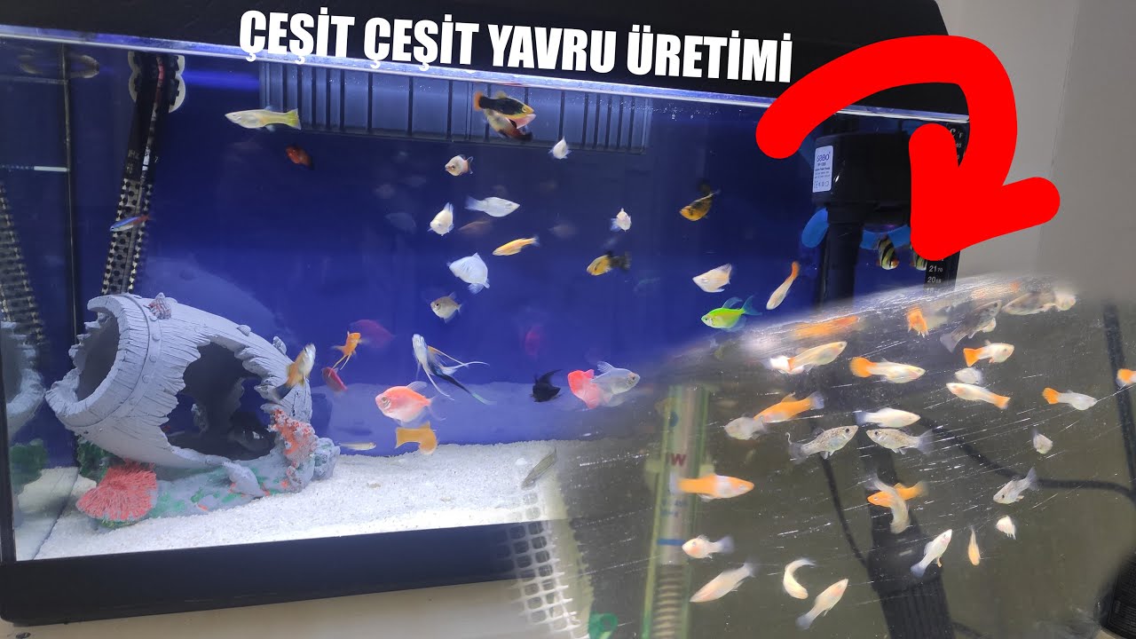 Karma Canlı Doğuran Akvaryumu / Yavru Akvaryumu ve Üretimi / Kullandığım Yem ve Ekipmanlar