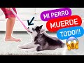 ¿Cómo CORREGIR a mi PERRO para que NO ❌ MUERDA?