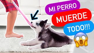 ¿Cómo CORREGIR a mi PERRO para que NO ❌ MUERDA?