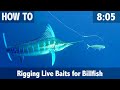 Rigging Live Baits for Billfish