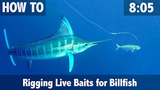Rigging Live Baits for Billfish