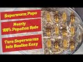 Superworm Pupation - How to get Superworms to Pupate - Superworm Pupa - Superworm Pupating