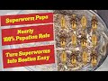 Superworm Pupation - How to get Superworms to Pupate - Superworm Pupa - Superworm Pupating