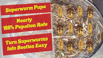Superworm Pupation - How to get Superworms to Pupate - Superworm Pupa - Superworm Pupating
