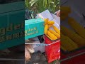 Brilliant Low-Budget Corn Harvester