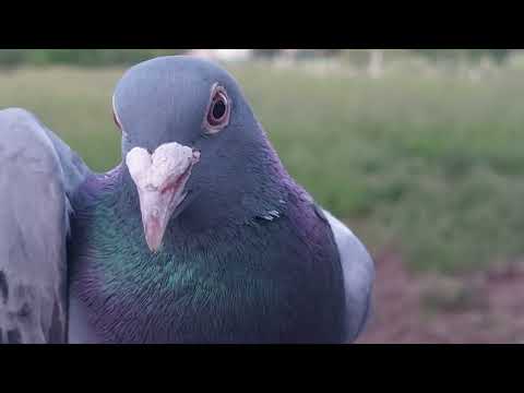 Голуби України Пристають голуби з льотів і що з ними робити 