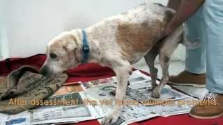 Sad story can make you cry - A dogs story...