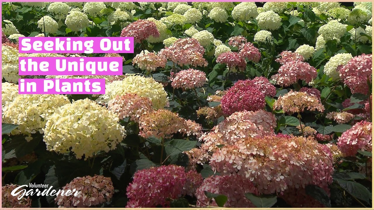 Hydrangea Cultivation | Volunteer Gardener