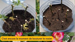 Comment bouturer le rosier ? 2022