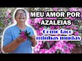 AZALEIA - Como faço minhas mudas