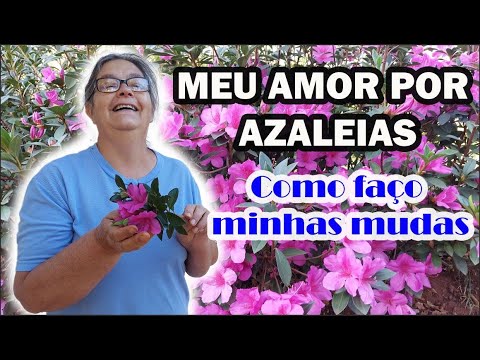 AZALEIA - Como faço minhas mudas AZALEIA - Como faço minhas mudas