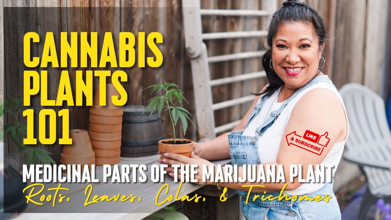 Cannabis Plants 101: Medicinal Parts of the Marijuana Plant // Roots, Leaves, Colas, and Trichomes 💚