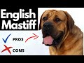 English Mastiff Pros And Cons | The Good AND The Bad!!