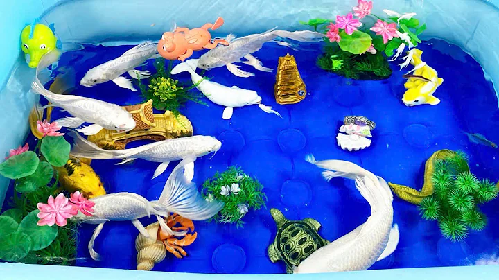 Let's explore what fish and sea creatures there are:sharks,jellyfish#goldfish#animals#viral videos