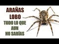 ARAÑAS LOBO -TODO LO QUE AUN NO SABES