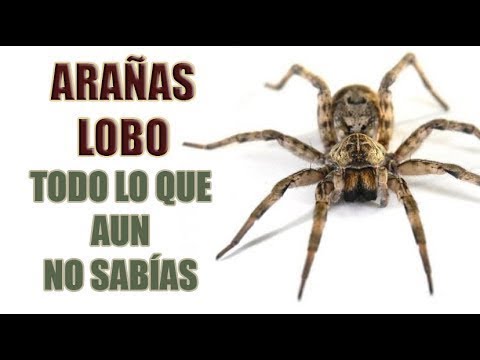 Video: ¿Son dañinas las arañas lobo?