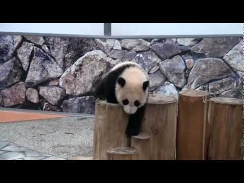 アドベンチャーワールド　パンダ （2013/01/29）