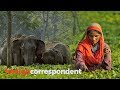 Wild Elephants in Deadly Clashes with Booming India  | Foreign Correspondent