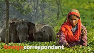 Wild Elephants in Deadly Clashes with Booming India  | Foreign Correspondent