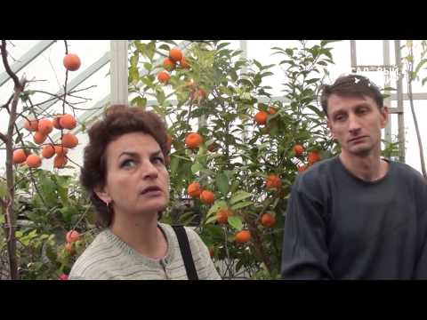 Видео: Оранжерия в пустинята