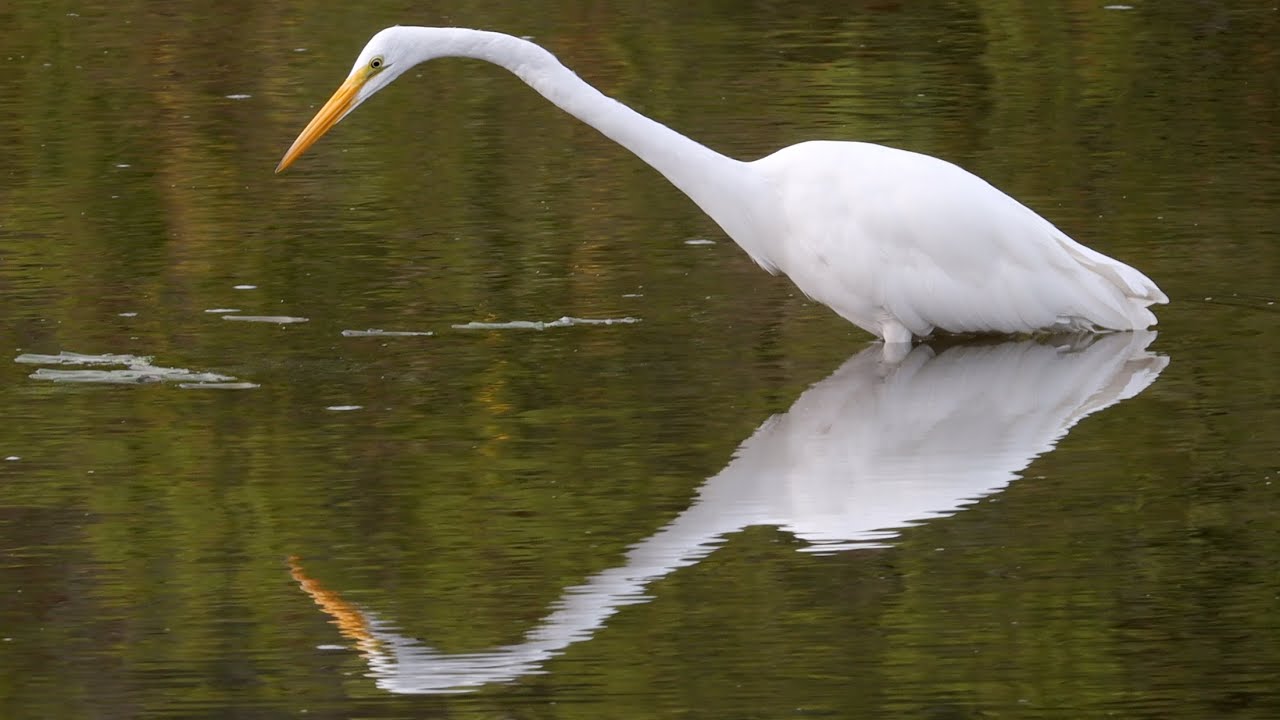 Great egret fishing