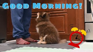Morning routine with our 10 week old FINNISH LAPPHUND