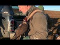 Grouse hawking 2021    SD 480p