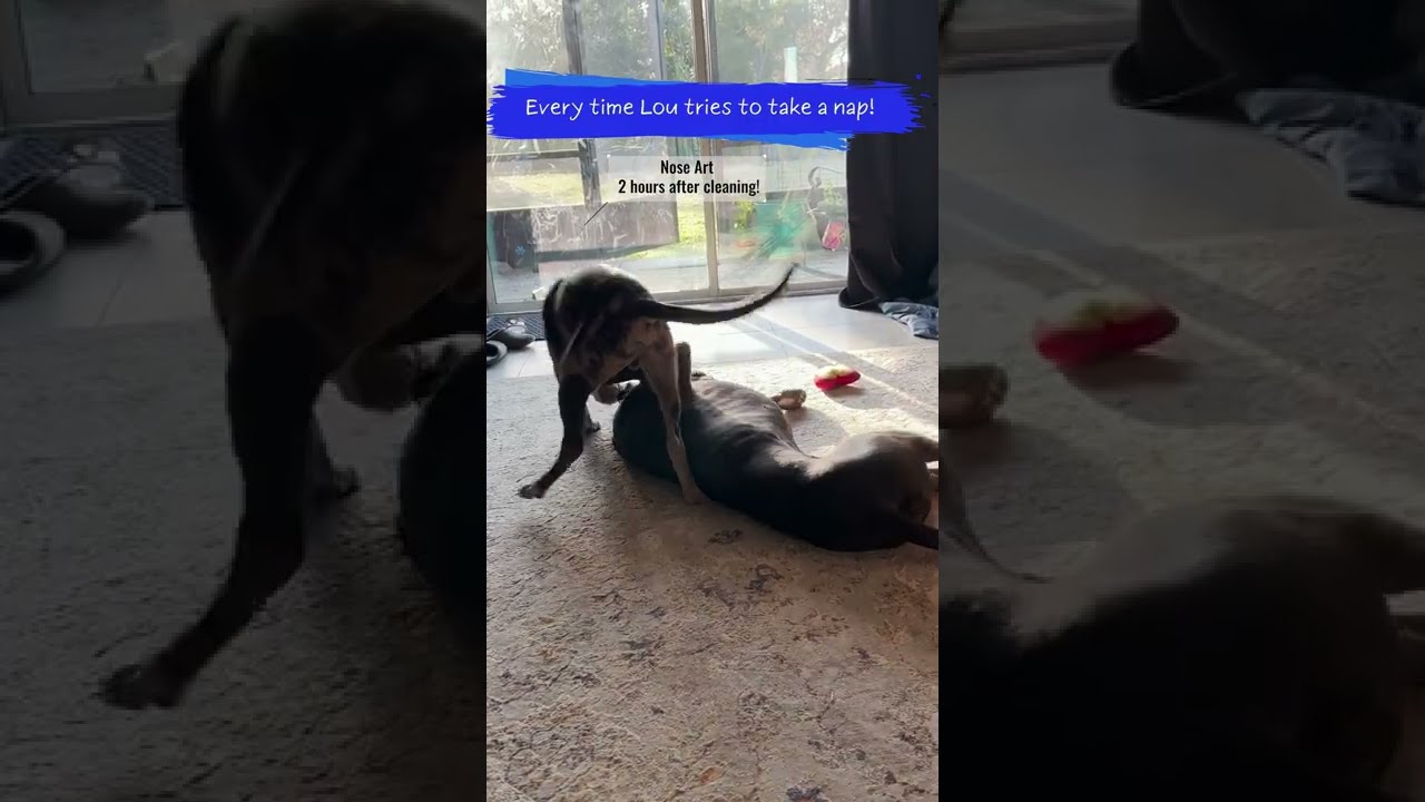 Spoiled Puppy Bullies My Great Dane Shorts