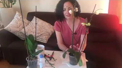 ¿Hay que cortar los tallos de las orquídeas?