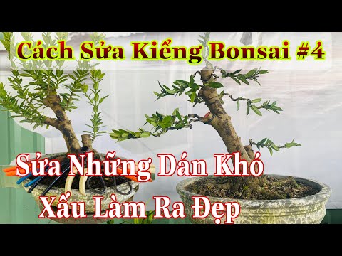 cách sửa kiểng bonsai #4 | cách sửa cành những cây bonsai mini khó sửa | cách tạo dán cây bonsai