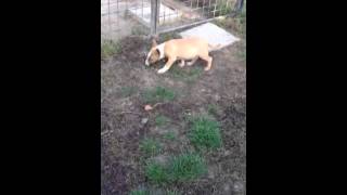 Dancing With The Bulls Grace Pll Clear Mbt Female Pup