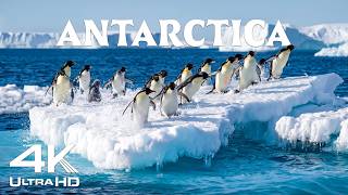Antarctic Wildlife 4K | The Hidden Life Thriving in Earth’s Harshest Frozen Realm