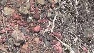 Lava Lizard Galapagos