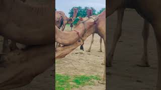 Camels love #camel #animal #wildcamel  #nature #camelfarm #thardesert #animals #love #romantic