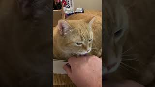My cat licking my hand while purring